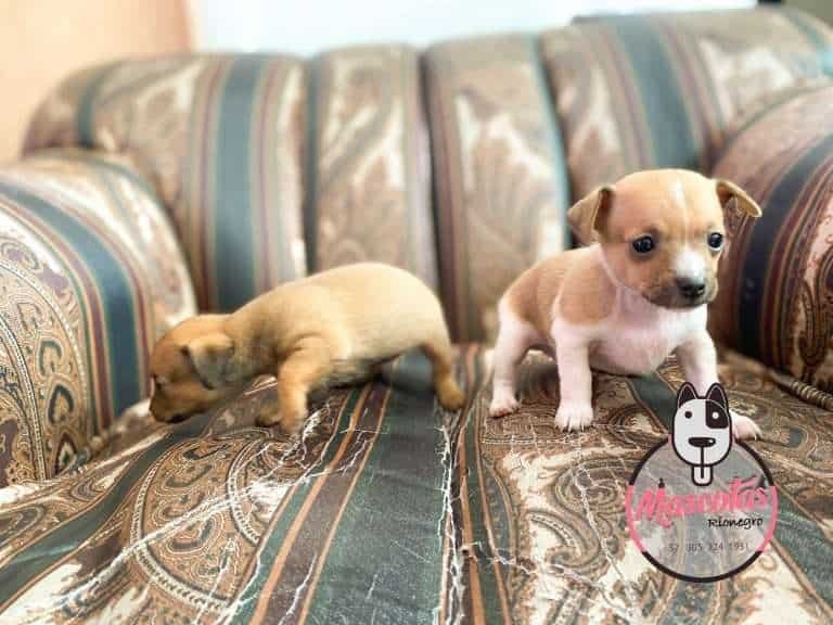 Pincher Miniatura Mascotas Medellin