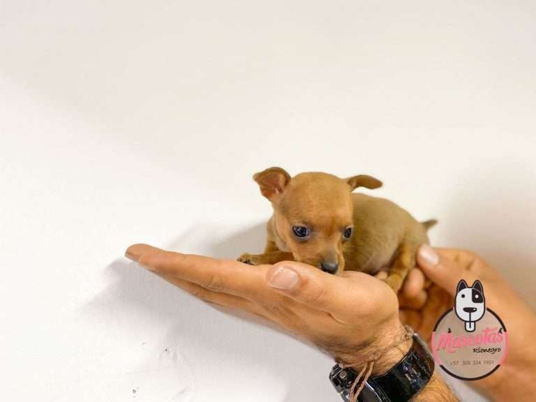 Pincher Miniatura Mascotas Medellin