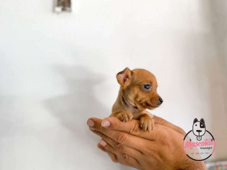 Pincher Miniatura Mascotas Medellin