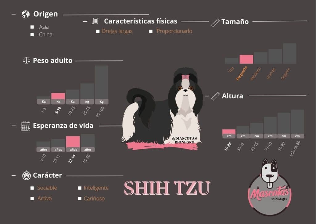 Ficha Shih Tzu criadero medellin cachorros en venta