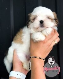 Shih tzu precio en mascotas medellin Criadero de perros Shih tzu en medellin