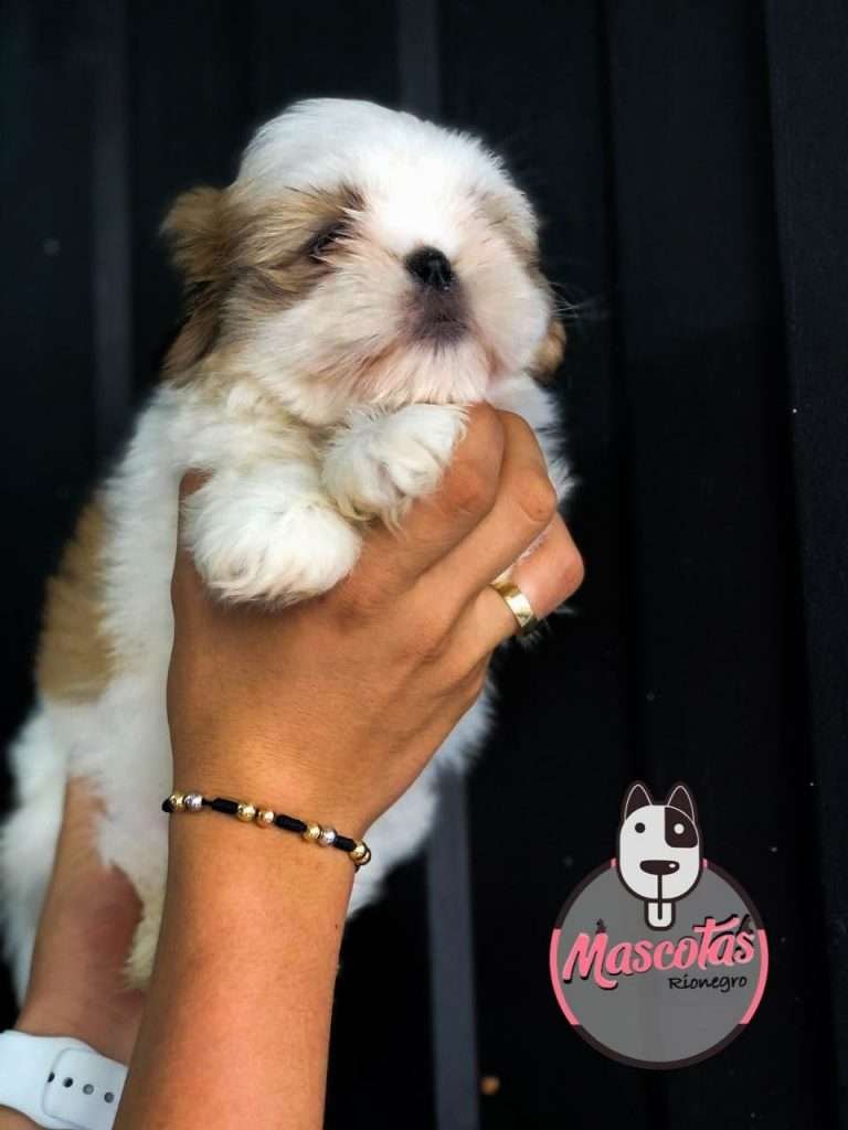Shitzu Criadero Medellin precio de venta