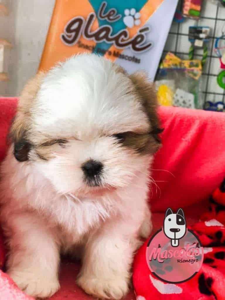 Shitzu Criadero Medellin precio de venta