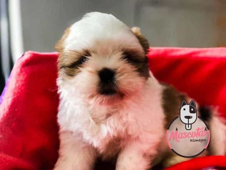 Shitzu Criadero Medellin precio de venta