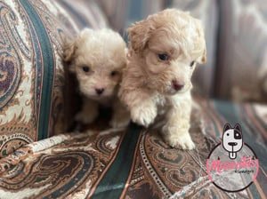 Tacita de te precio Frenshpoodle Minitoy Criadero de perros en Medellin