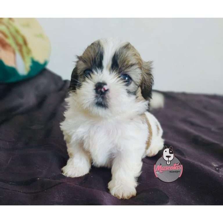 Shitzu Criadero Medellin precio de venta