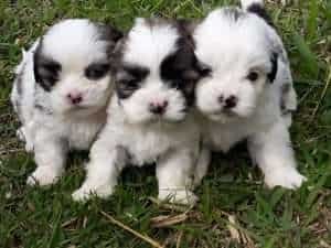 Shitzu Criadero Medellin precio de venta