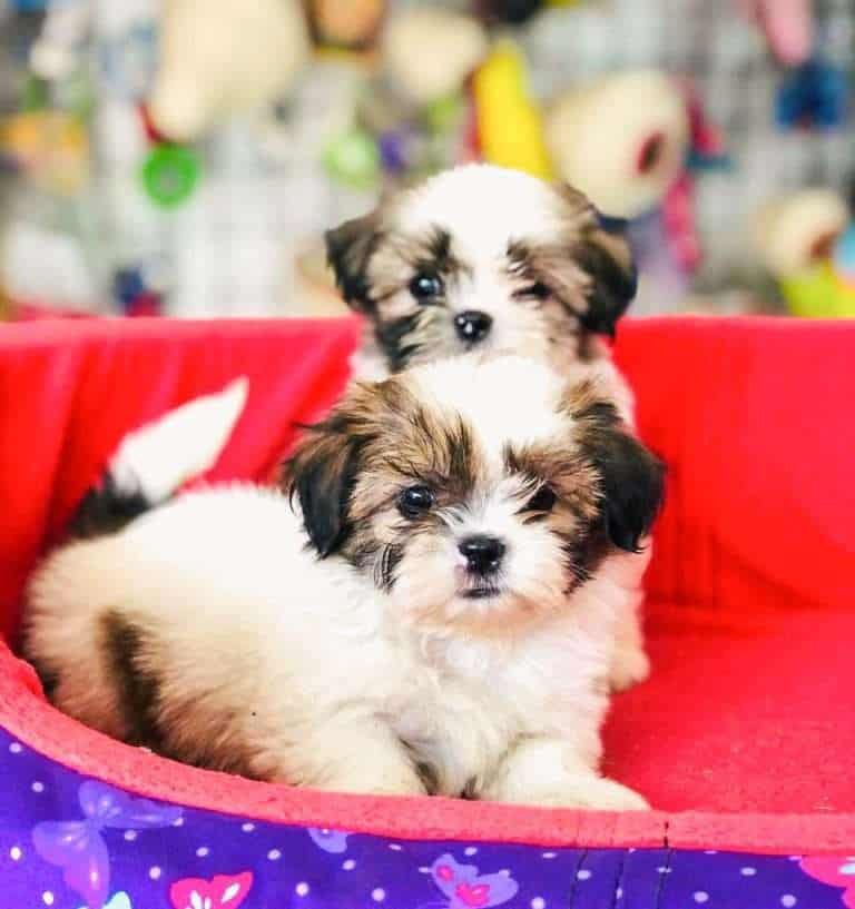 Shitzu Criadero Medellin precio de venta