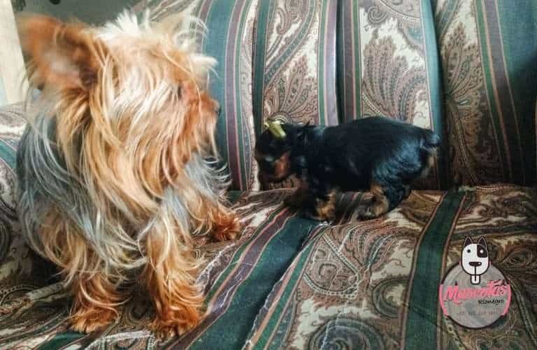 Yorkshire Terrier Mascotas Medellin