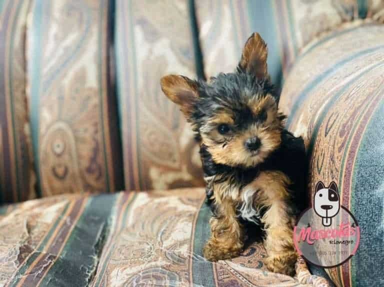 Yorkshire Terrier Mascotas Medellin