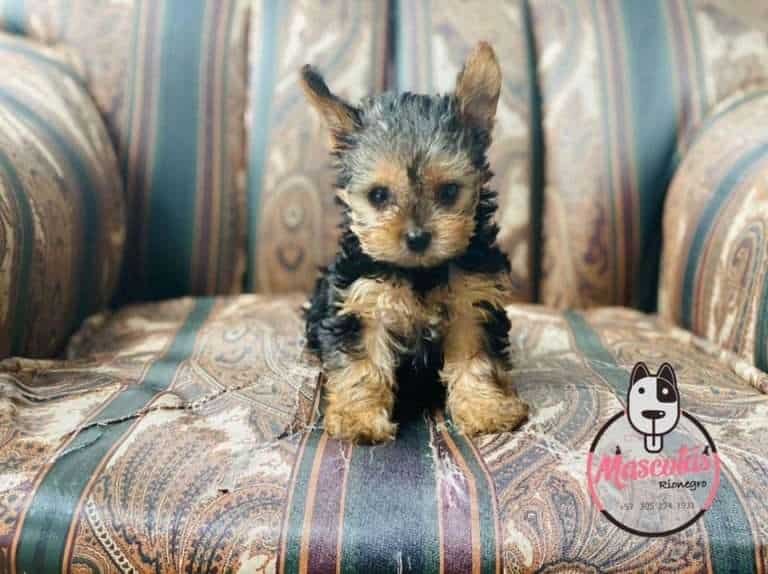 Yorkshire Terrier Mascotas Medellin