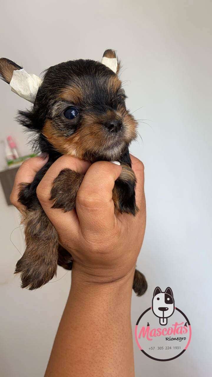 Yorkshire Terrier Mascotas Medellin