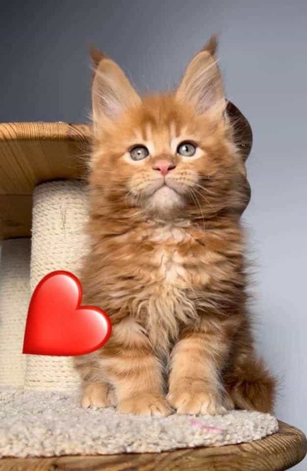 Maine Coone con Registro TICA 3 Maine Coone con Registro TICA - Image 4