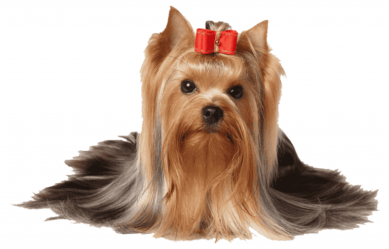 Razas mini 12 yorkshire terrier Cachorros