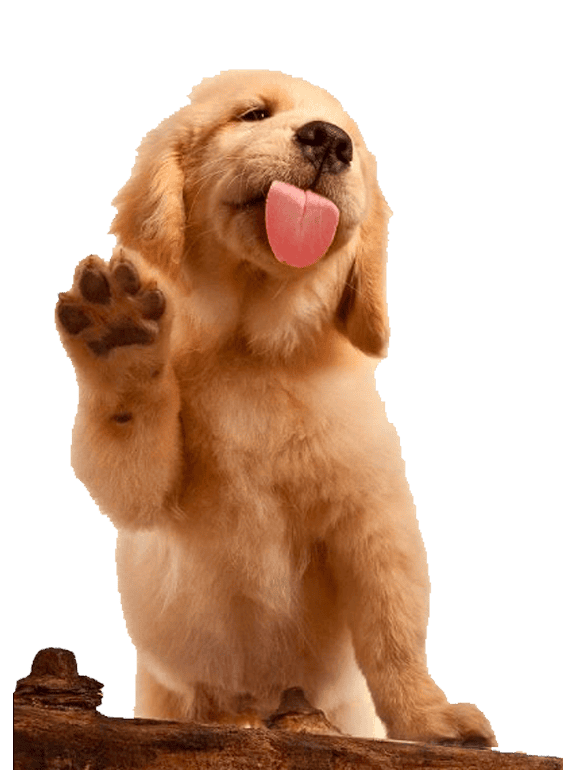 Criadero de Perros Golden Retriever Precio