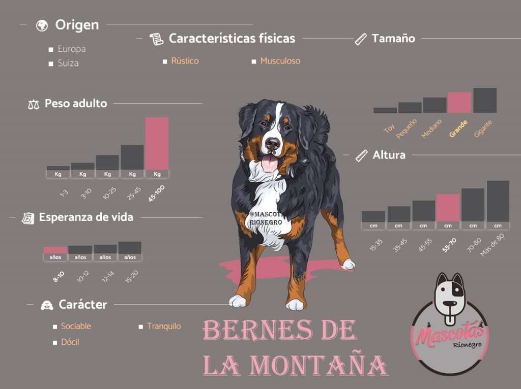 Ficha Bernes de la montaña Medellin