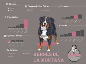 Ficha Bernes de la montaña Medellin