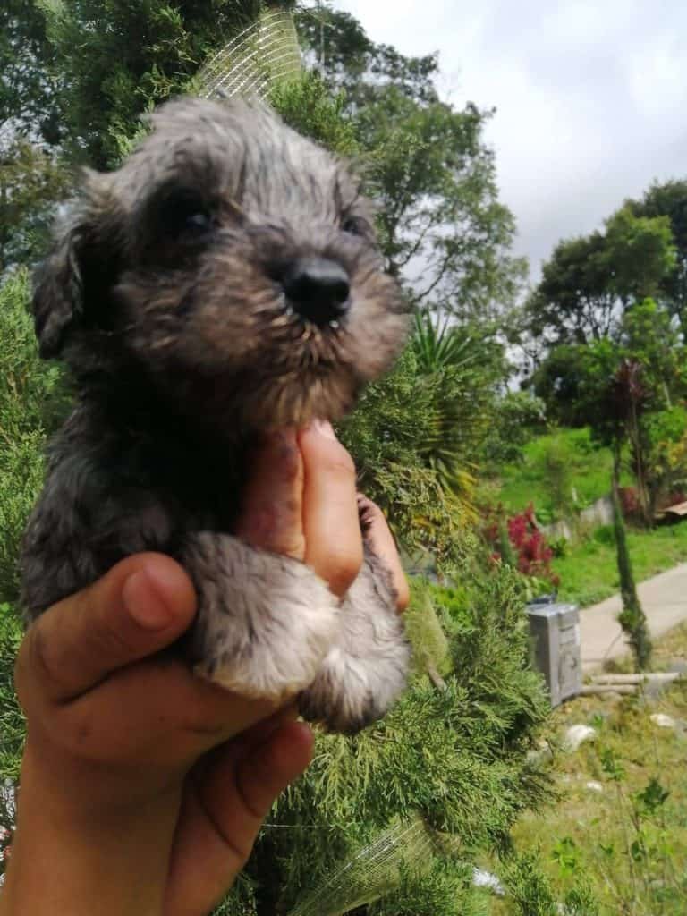 schnauzer