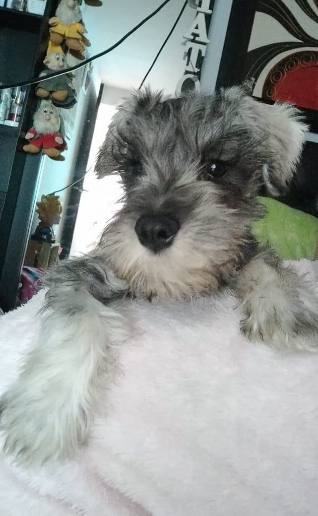 schnauzer