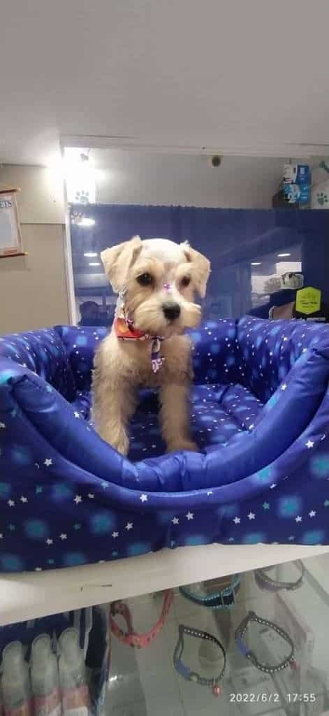 Schnauzer Mascotas Rionegro medellin Bogota