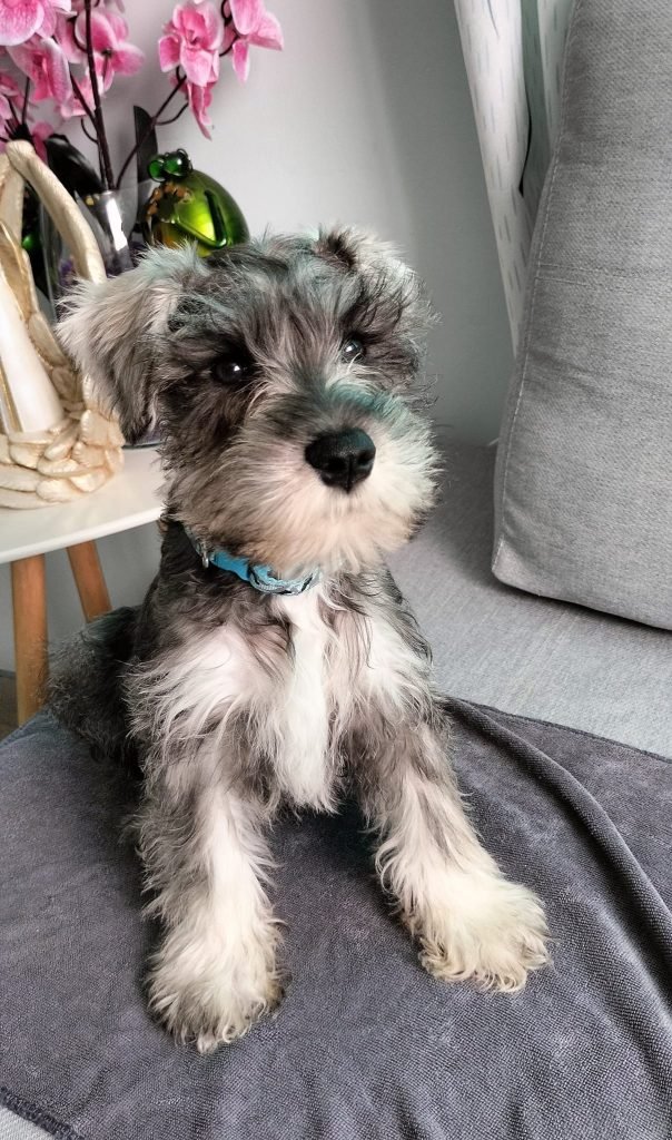 Criadero de Perros schnauzer Precios