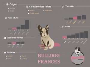Bulldog Frances Precio en Medellin Colombia, Origen, Caracteristicas Fisicas,Tamaño,Peso,esperanza de vida ,Caracter, Todo Sobre el bulldog frances Ficha Criadero Bulldog Frances Mascotas Medellin
