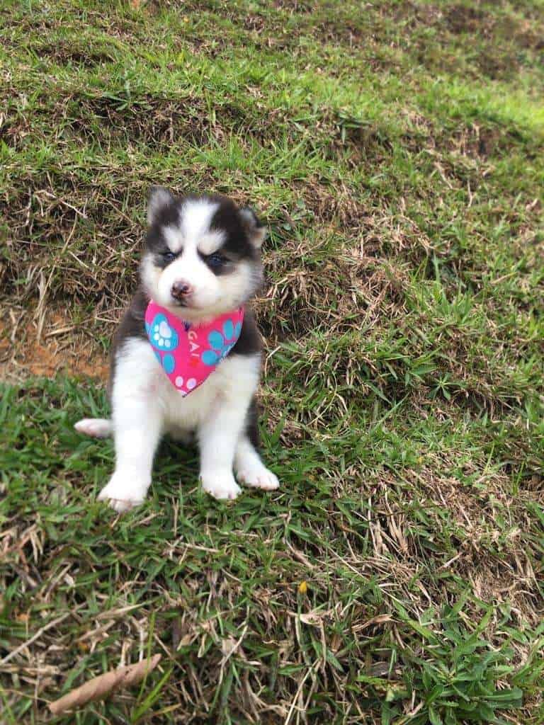 Husky Siberiano hembra