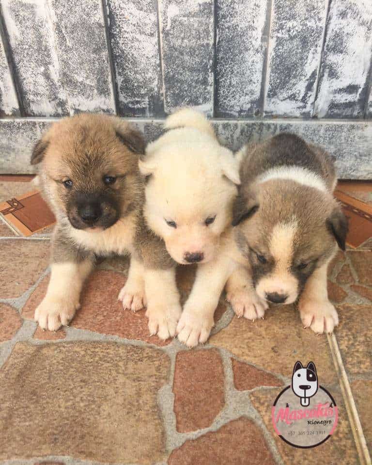 Akita Mascotas Medellin Mascotas Rionegro