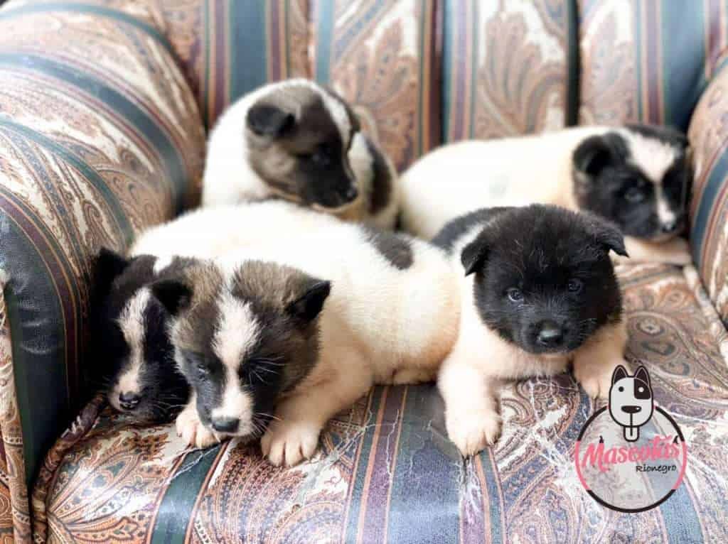 Criadero de Perros Akita Mascotas Medellín