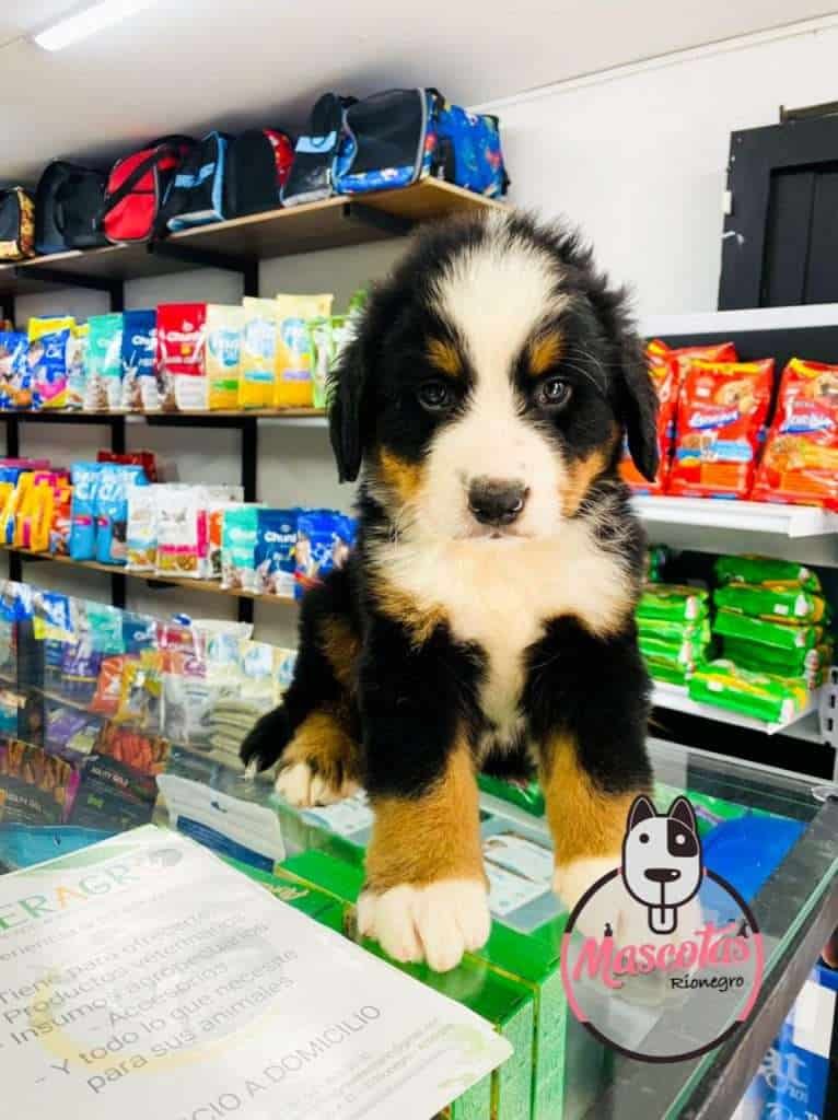 Bernés de la montaña