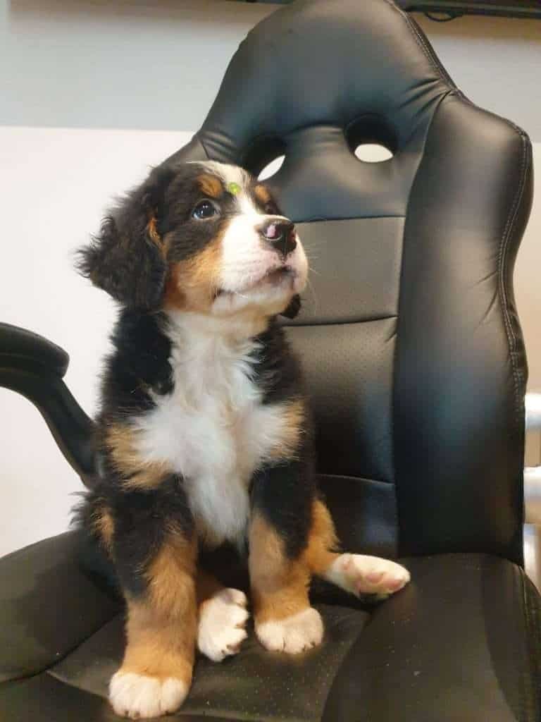 Bernés de la montaña mascotas medellin rionegro Bogota