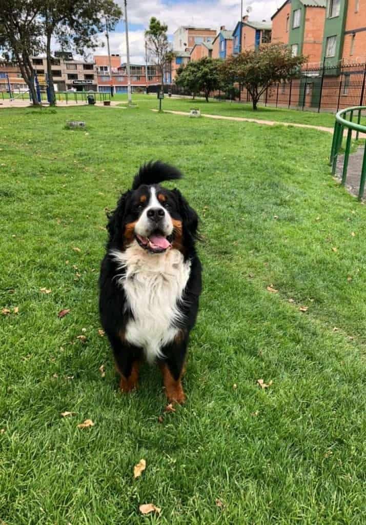 Bernes de la montana mascotas medellin rionegro Bogota 9