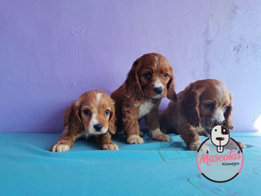 Cocker Spaniel Mascotas Medellin bogota