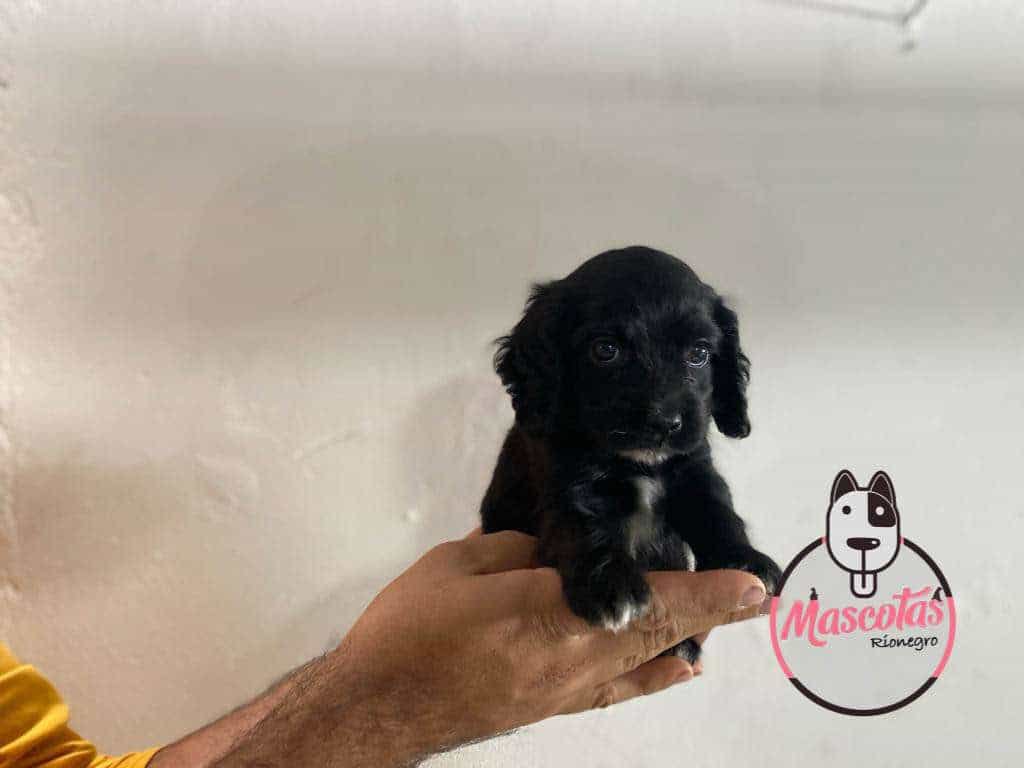 Cocker Spaniel Mascotas Medellin bogota 245