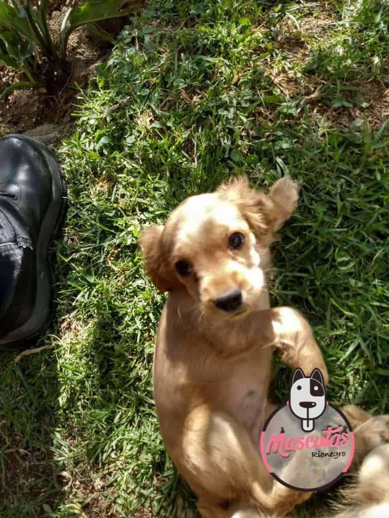 Cocker Spaniel Mascotas Medellin bogota ads