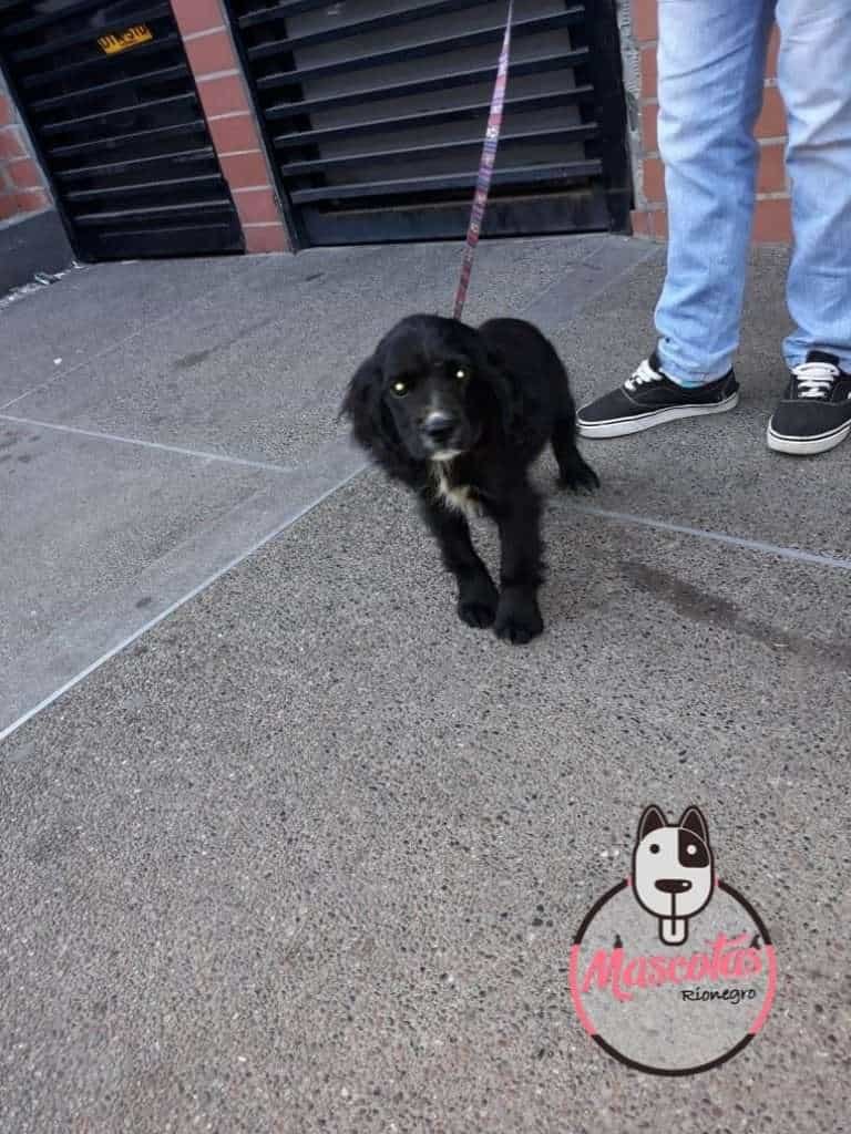 Cocker Spaniel Mascotas Medellin bogota dsd