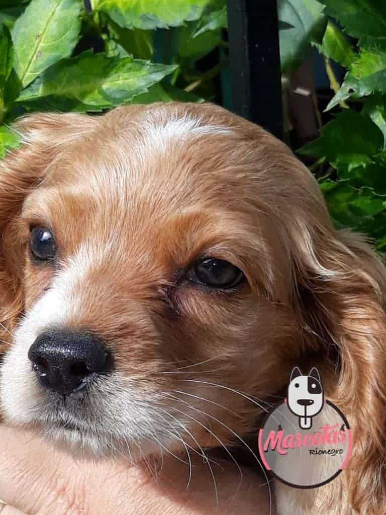 Cocker Spaniel Mascotas Medellin bogota wdfd