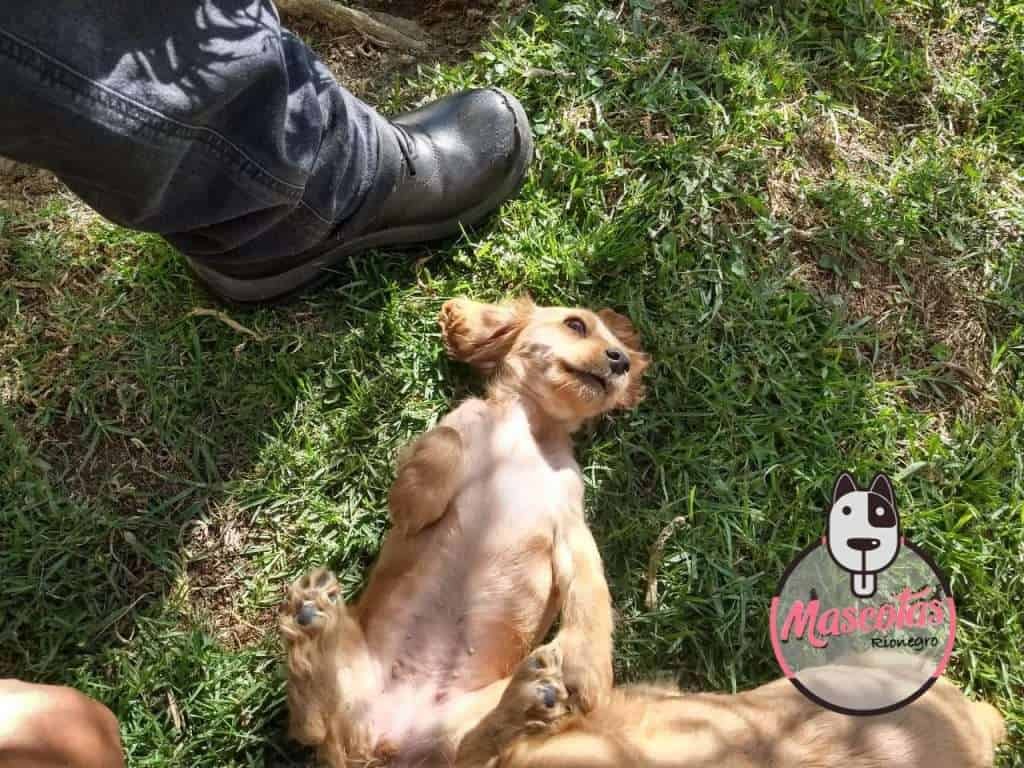 Cocker Spaniel Mascotas Medellin bogota wdsd