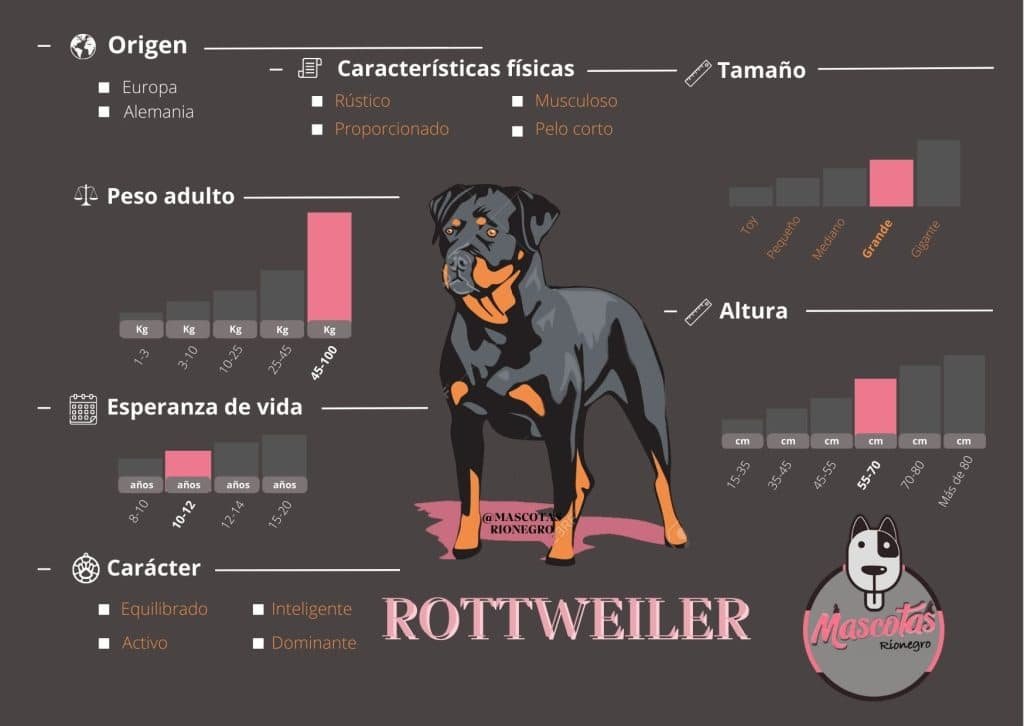 Rottweiler Precio, Criadero Rottweiler medellin Colombia Ficha Tamaño, Altura, Peso, Caracteristicas fisicas, Esperranza de Vida, Todo sobre los Rottweiler