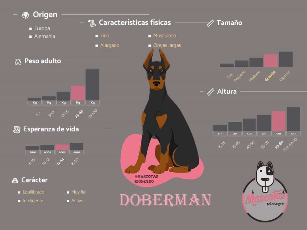 Ficha Criadero Doberman Medellin