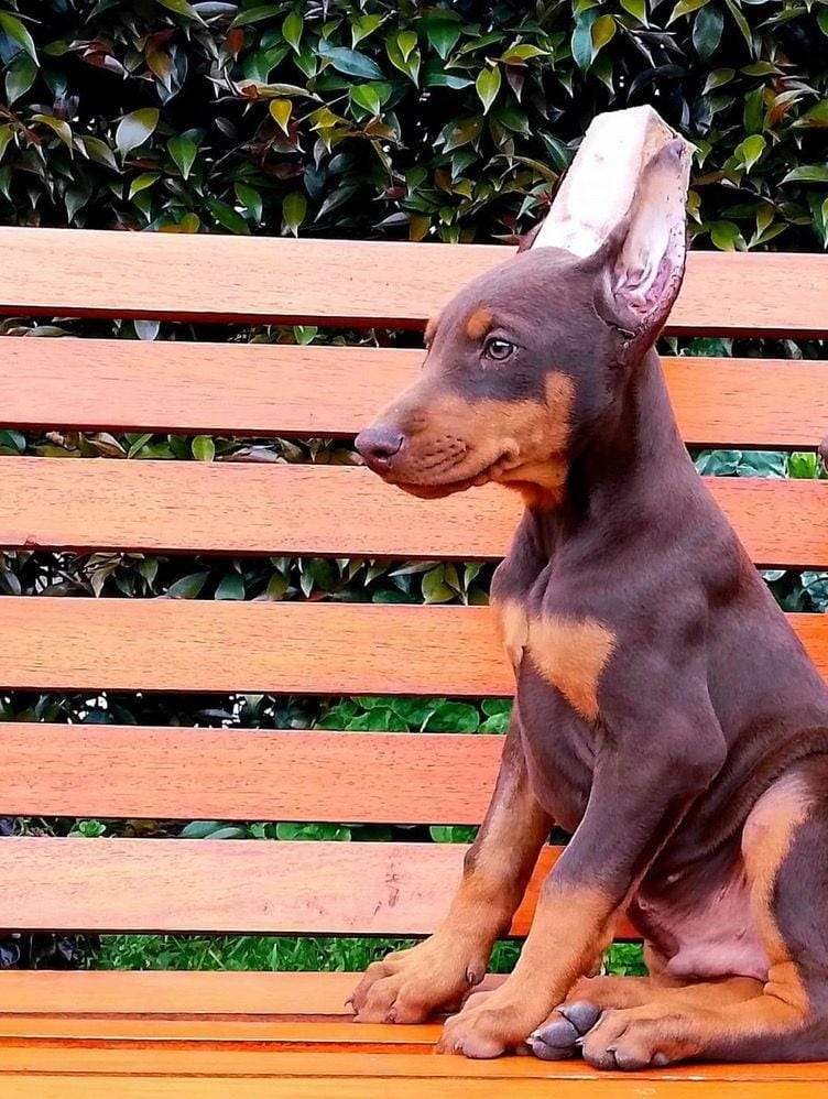 Dóberman Precio Criadero Mascotas Medellín Colombia