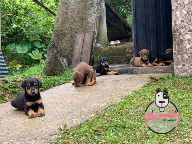 Dóberman Precio Criadero Mascotas Medellín Colombia