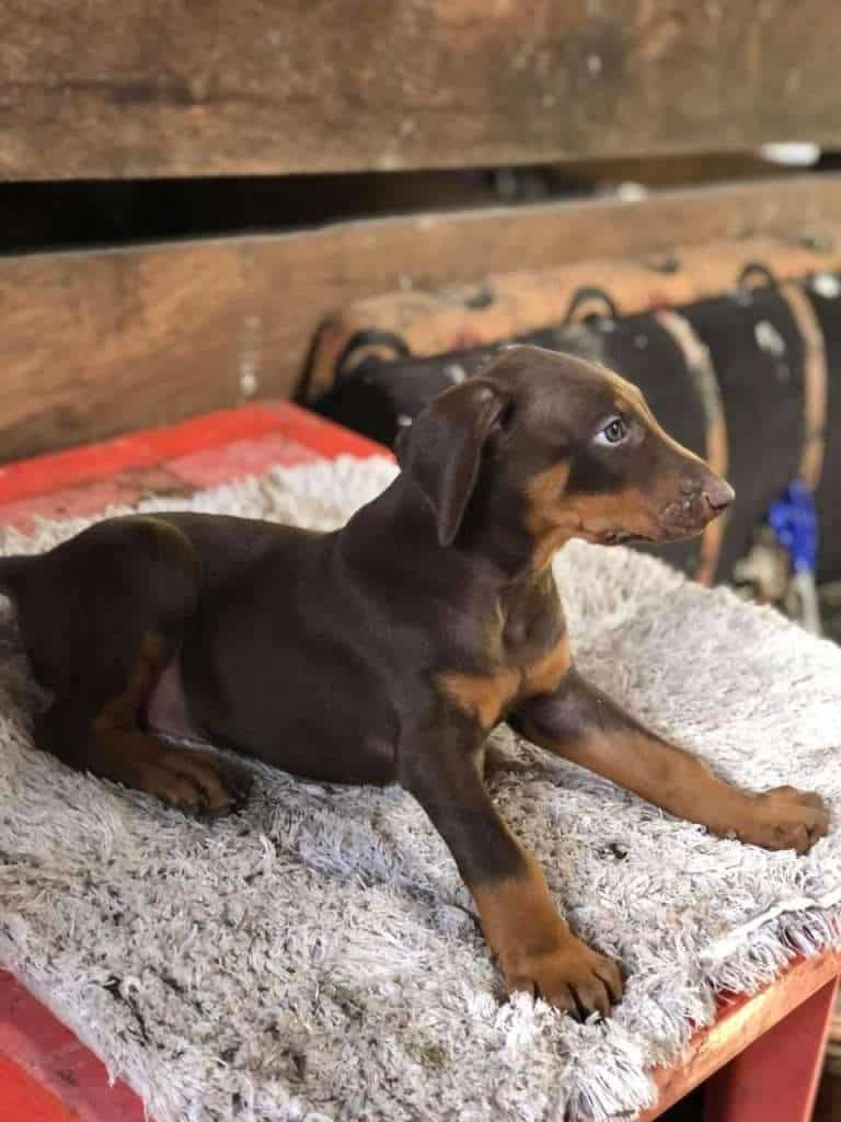 Dóberman Precio Criadero Mascotas Medellín Colombia