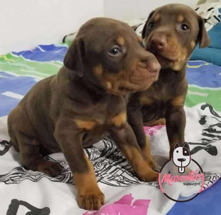 Dóberman Precio Criadero Mascotas Medellín Colombia