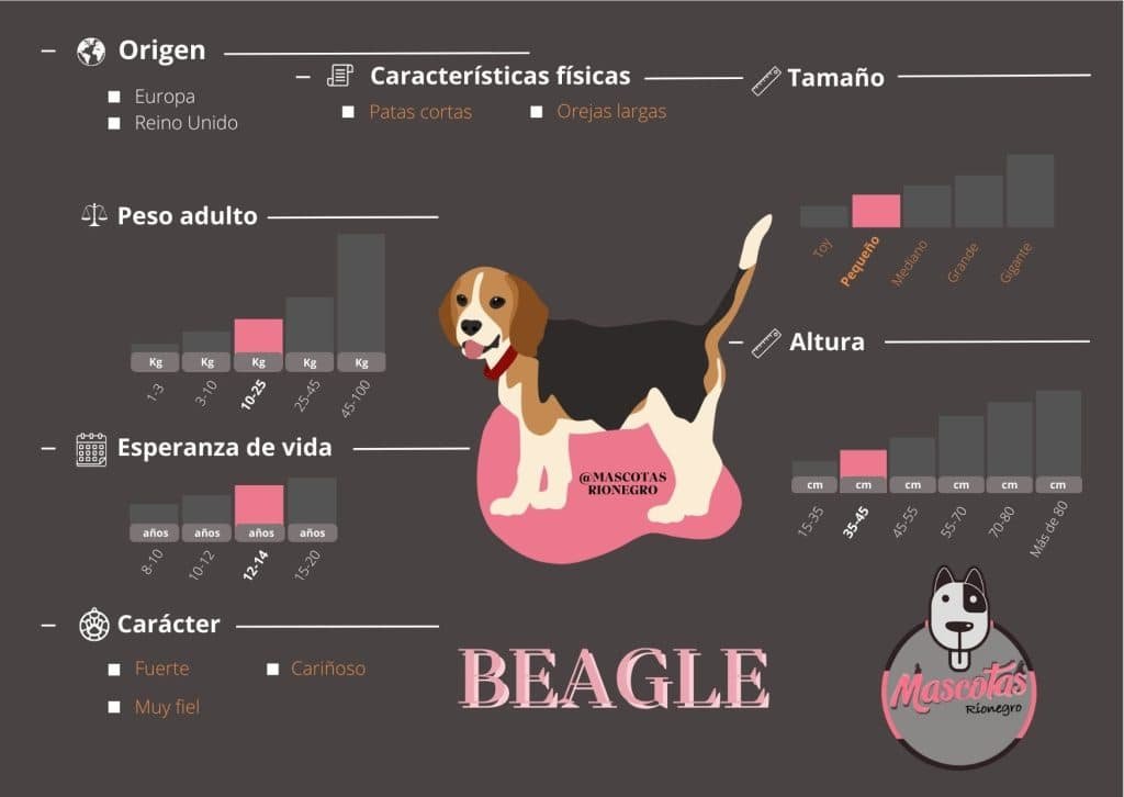 Ficha Criadero Beagle Mascotas Medellin