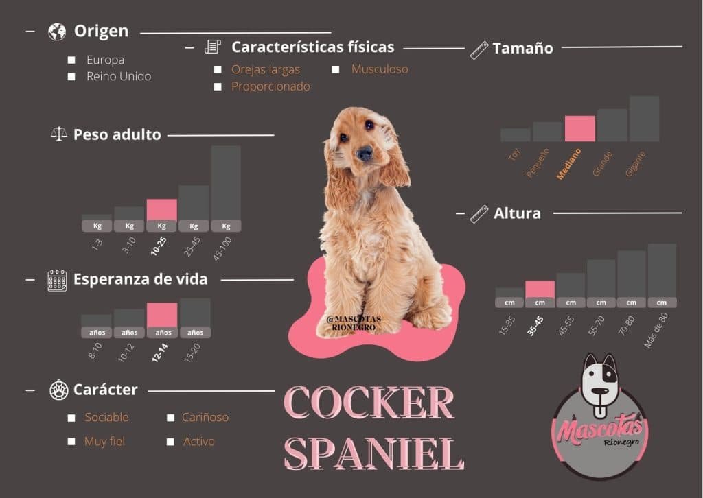 Ficha Criadero Cocker Spaniel Mascotas Medellin