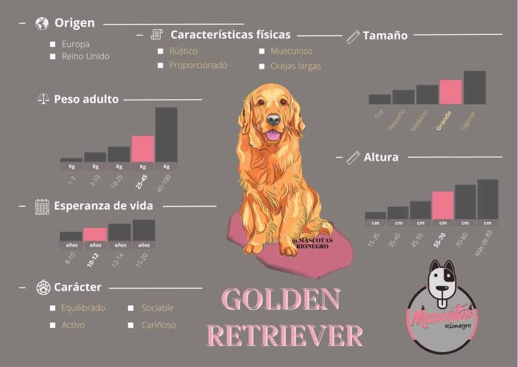 Ficha Golden Retriever Mascotas medellin bogota precio criadero