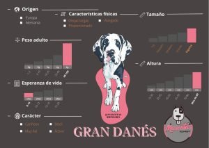 Ficha Gran Danes Mascotas Medellin
