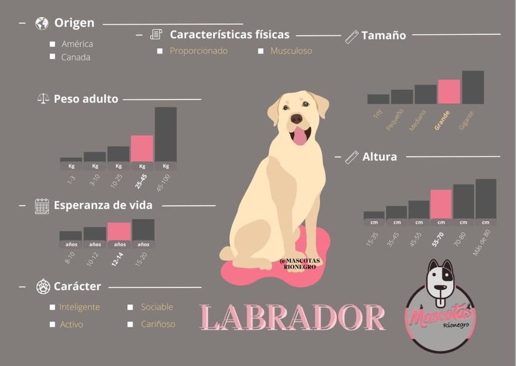 Ficha Labrador Retriever Mascotas Medellin