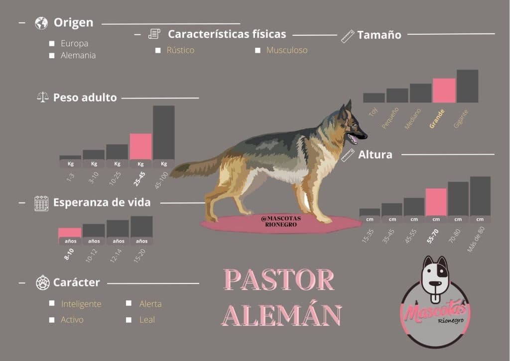 Ficha Criadero Pastor Aleman Mascotas Medellin